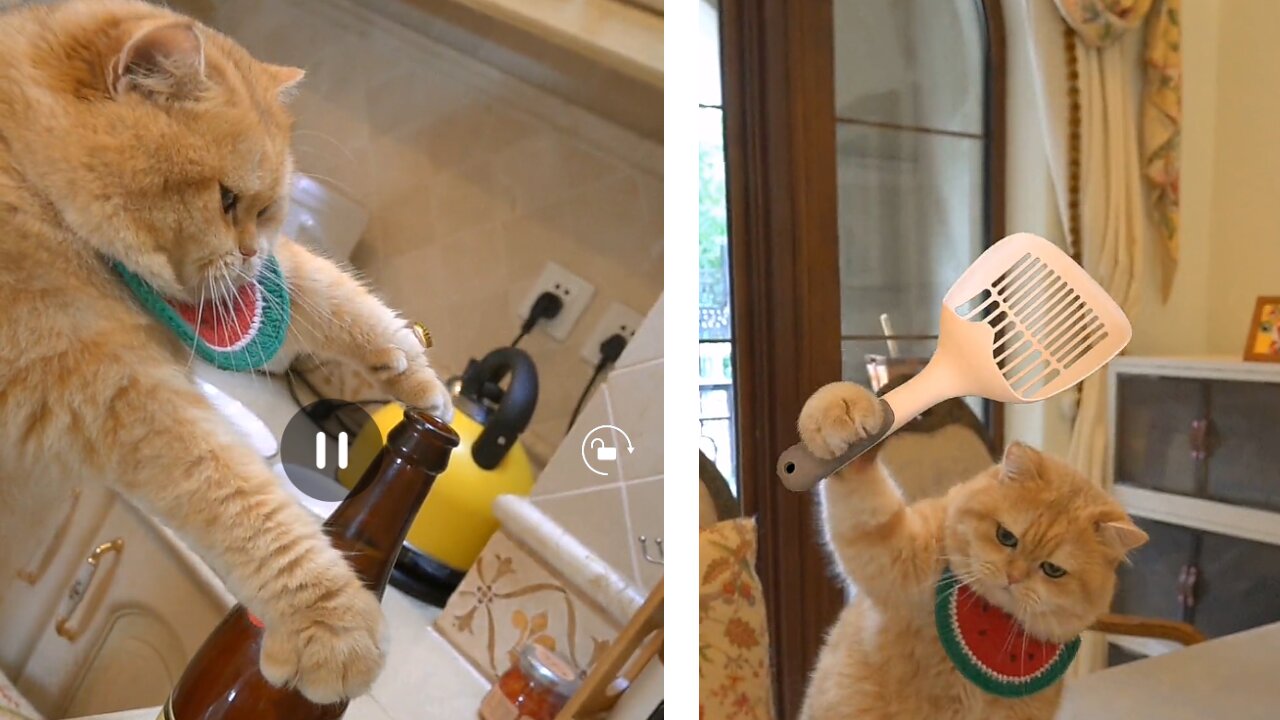The cat who knows Kung Fu will tech you how make cary fish.