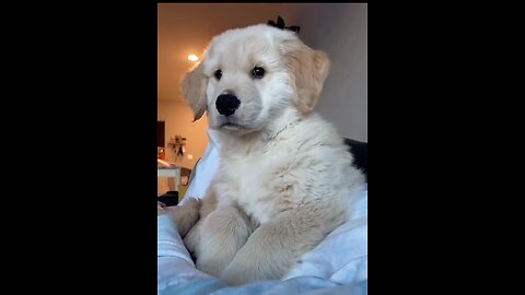 Cuteness overload 💞🤩 too much fun