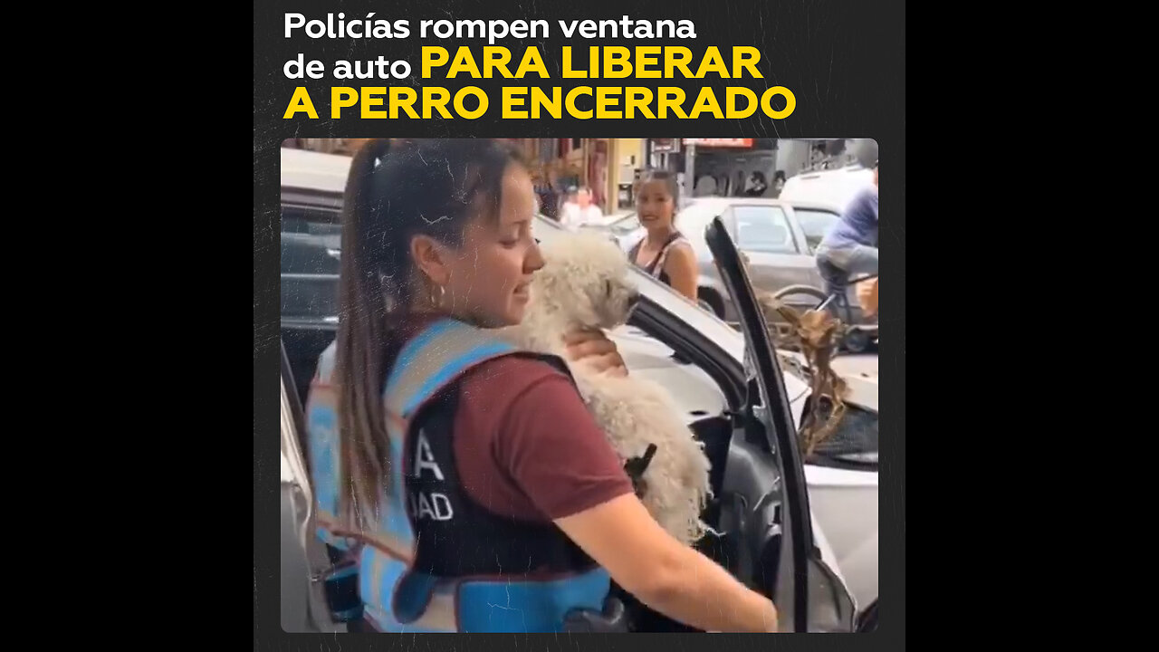 Rescatan a un perro encerrado en un auto en Buenos Aires