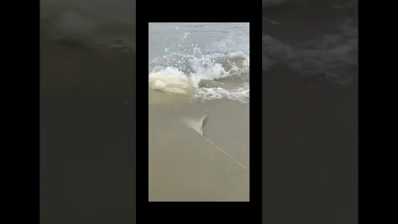 Shark hunted surprisingly 😲😲