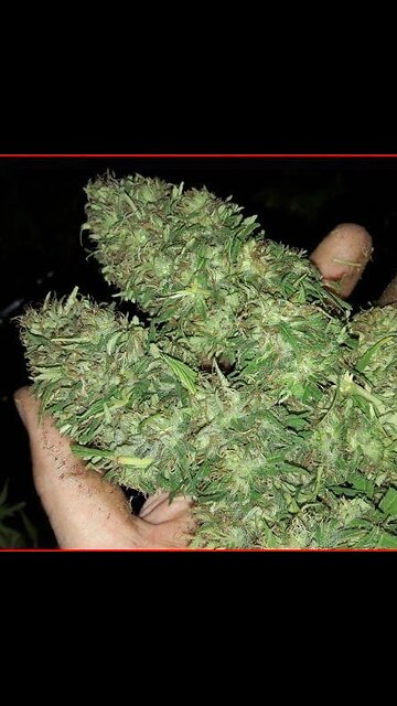 Dr K Curred Budder - Great White Shark x Super Skunk x South Indian Indica