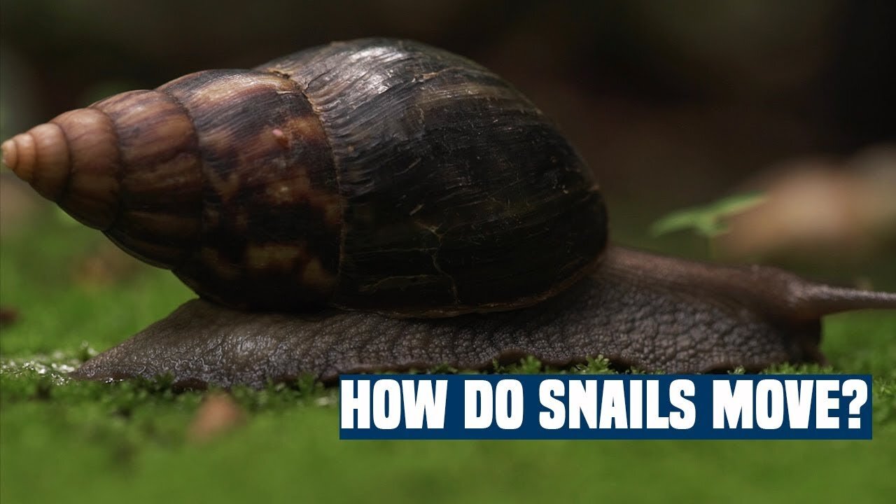 How Snails Move ZOOM in Video Free HD Videos No Copyright