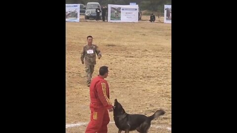 Dogs That Fly - Malinois & Alsatian Dogs Show Their Jumping Agility