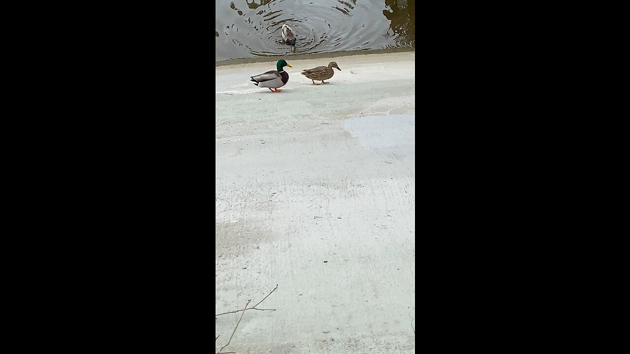 Ducks #subscribe #subscribetomychannel #shorts #shortvideo #subscribe #ducks #duck