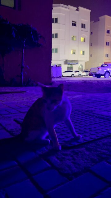 Stray cat