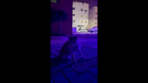 Stray cat