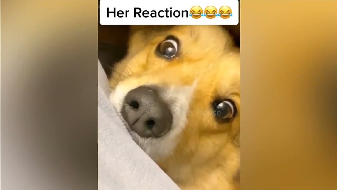 Dog reaction cutting cake 😂 funny dog reaction cutting cake