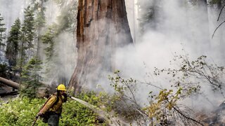 U.S. To Plant 1 Billion Trees As Climate Change Kills Forests