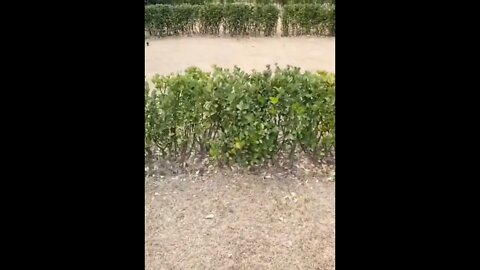 Wait for me, I've little legs..🐕🐾😅