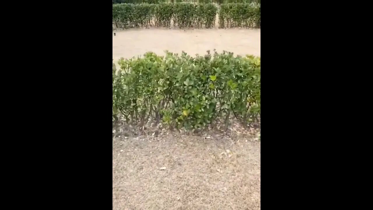 Wait for me, I've little legs..🐕🐾😅