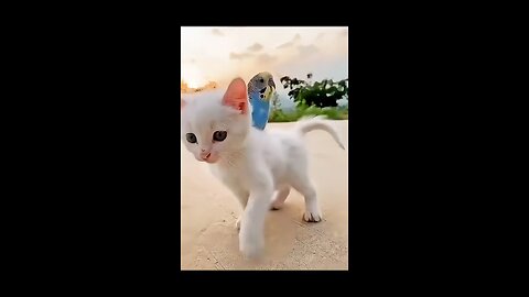 Cute parrot and cat kitten friendships and playing