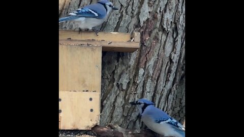 Live birdfeeder action Appin Ontario, Sunday afternoon May 15