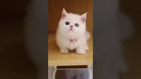 funny cat videos | cute cat videos| cute animals funny cats #shorts #shortsfunny #cutecat #funnycat