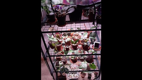Barrina T5 Grow Lights, Full Spectrum, 2ft 80W (8 x 10W, 500W Equivalent), LED Grow Light Bulbs...