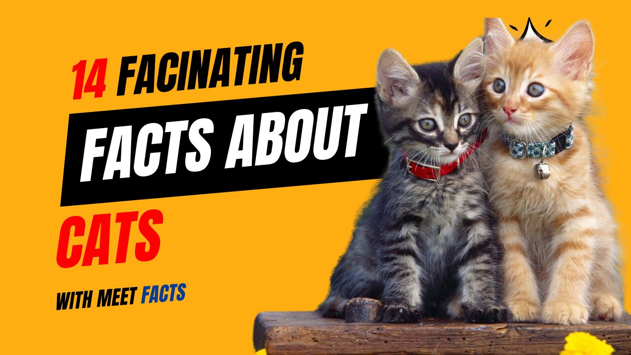 14 astonishing Facts About Cats | Fascinating Facts About Cats