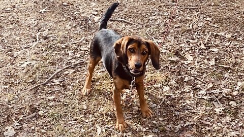 Happy Beagle Pup, Extended Ball Play