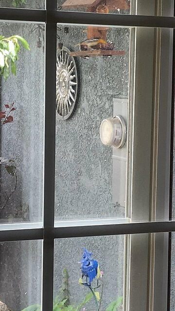 Female oriole finches and a starling