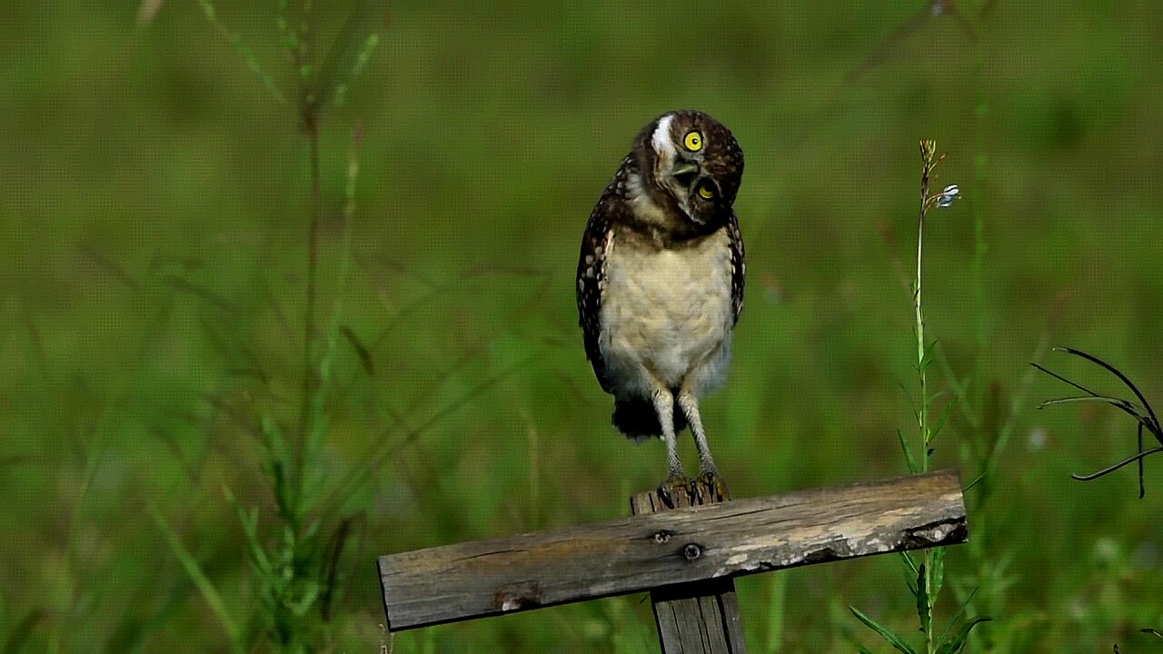 Baby Owl Loves Head Bobbing