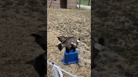 These kids are having fun playing king of the hill…😜🐐