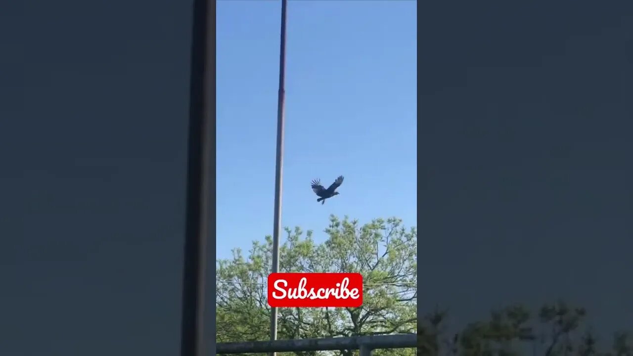 I didn’t think I would like them, BUT I DO! 😳 #shorts #viral #vultures