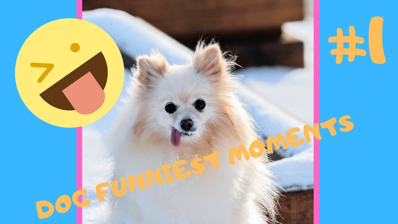 Funny Dancing Dogs Compilation Try Not To Laugh