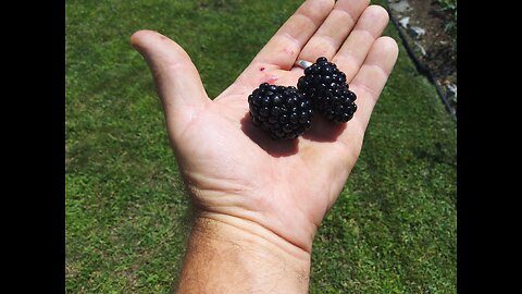 First Blackberries Ready 7/10/23