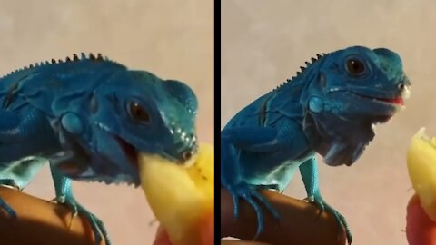 Blue lguana eating fruits