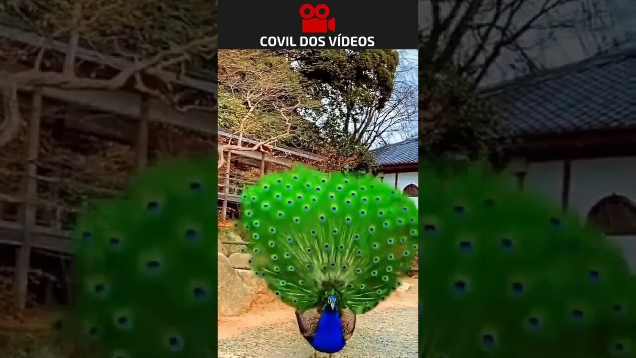 a beleza do pavão