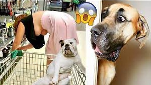 Funniest Animals Video - Funny Dogs And Cats - Try Not To Laugh Animals 2022