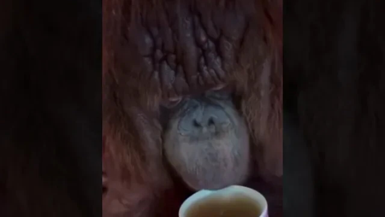 Orangutan tomando te como caballero