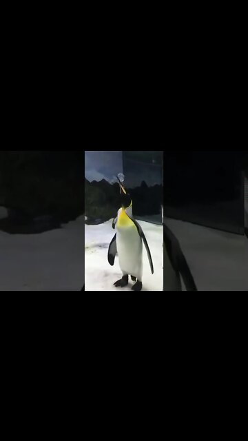 Penguins love bubbles