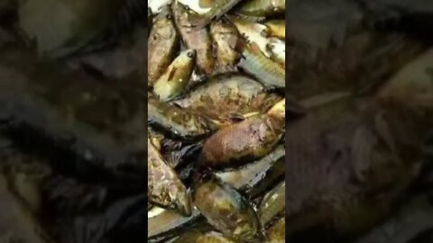 মাছপরিচিত,। দেশি মাছ.. কৈমাছ, শিংমাছ, টাকিমাছ,নুন্দা মাছ ইত্যাদি মাছ আমরা বর্ষাকালে পেয়েথাকি বেশি