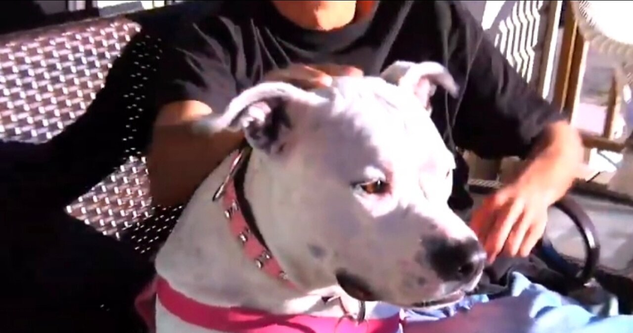 Dog at work video sarvice dog a fast day Pitbull therapy dog therapy interesting video