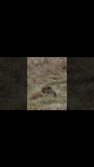 Maasai Mara Sightings Today 02/09/21 (Lions, Leopard, Hyena, etc) | Zebra Plains | #shorts