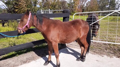 Little video of our littlest horse