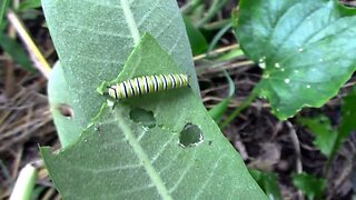 Growing Milkweed To Help Monarch Butterflies.