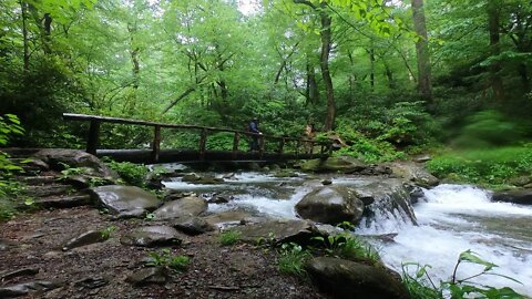 Mini Golf & Mtns mini vlog Ep3/5: Smokies nat'l park- Hen Wallow Falls & Albright Grove HIKES