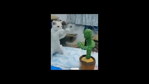 Funny Animal Videos Of The Day 0030! & #fyp #memes #memedaily #dankmemes