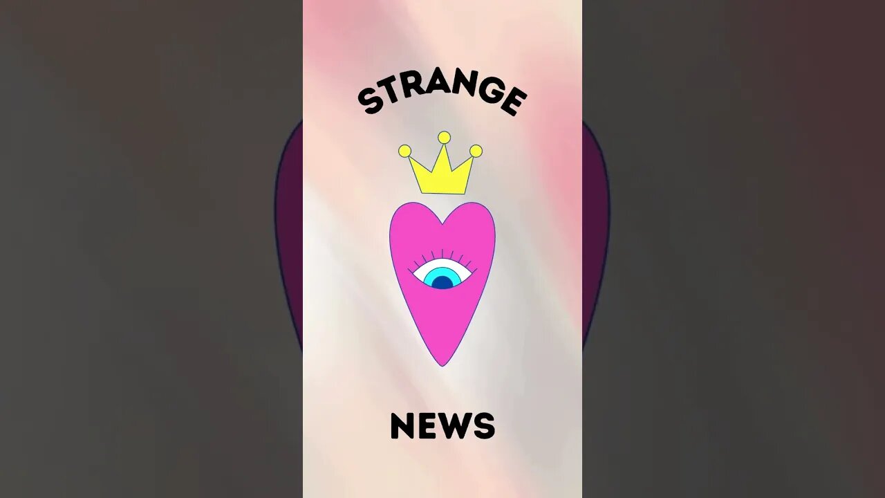 Sunshinery's | Strange News Ep. 1 | Dog or Bear | #strangenews