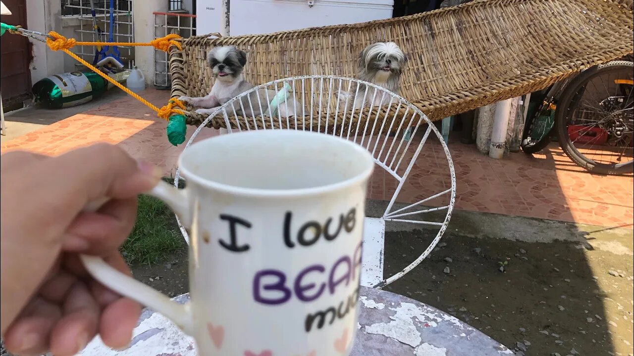 Morning Coffee with My Shih Tzu Puppies