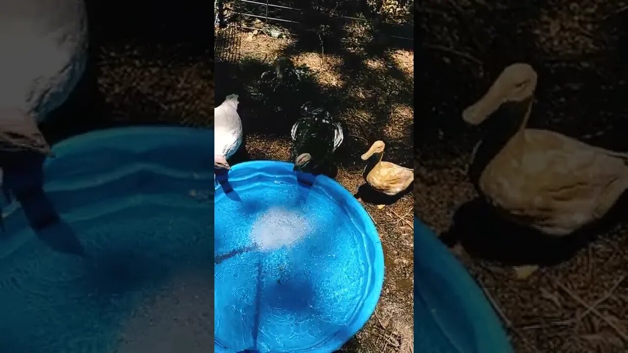 Ducks and Turkeys Love the Pool