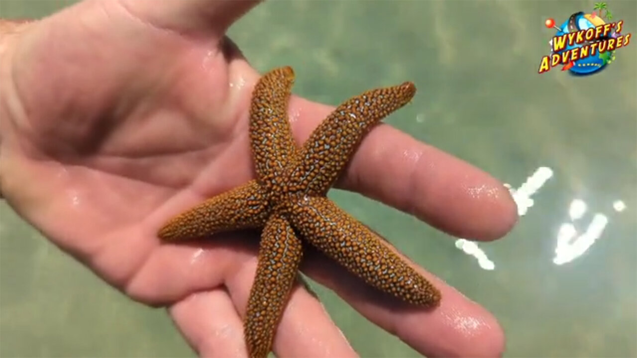 Magical Views and Marine Wildlife at Tierra Verde Beach, Florida