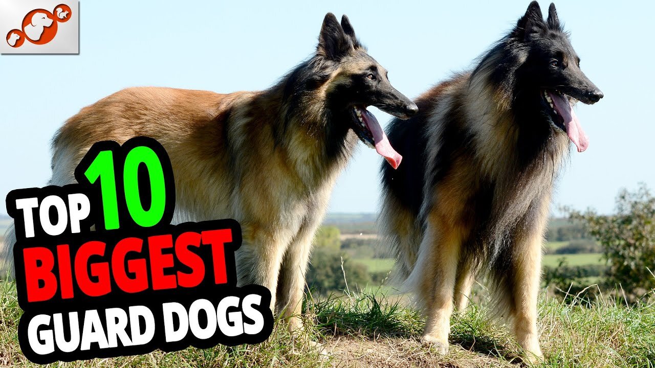 π Biggest Guard Dogs - TOP 10 Biggest Guard Dogs In The World!