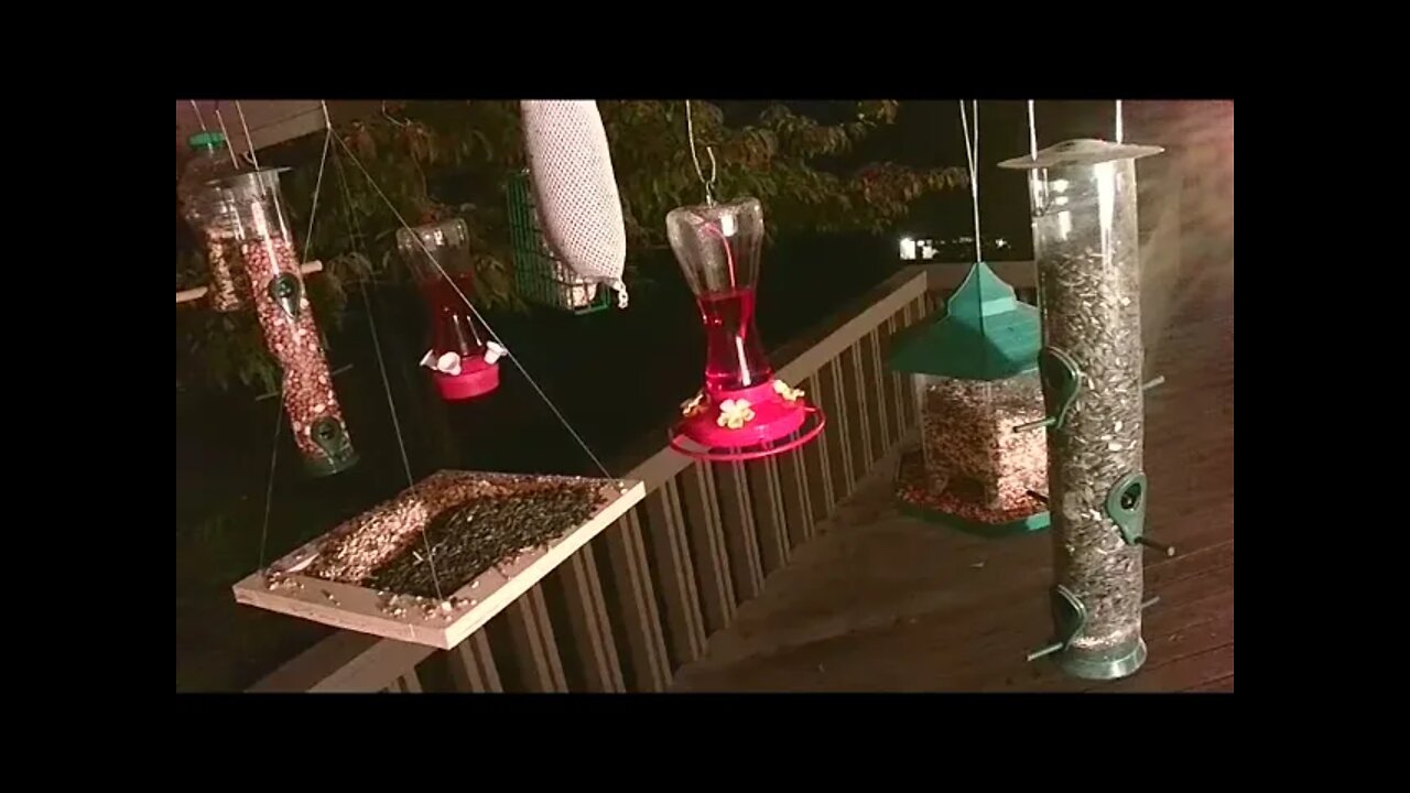 Live Sept 21 2021 Bird Feeder in Asheville NC. In the mountains