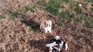 K Litter - Days Away From Going Home(4)