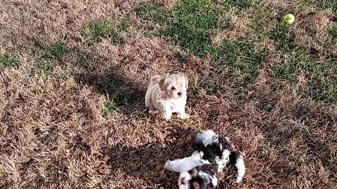 K Litter - Days Away From Going Home(4)