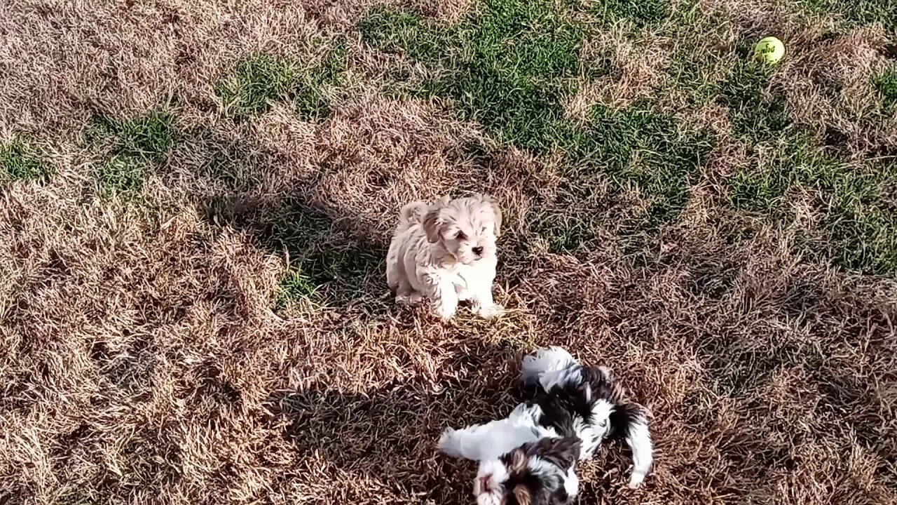 K Litter - Days Away From Going Home(4)