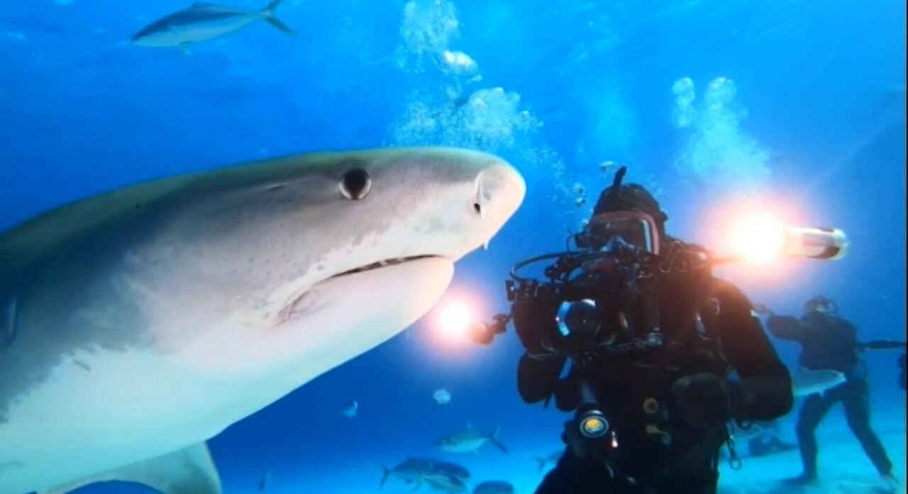 Sharks at Tiger Beach in Bahamas