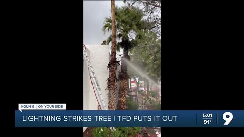 Lightning strikes palm tree, partially closes West Prince Road