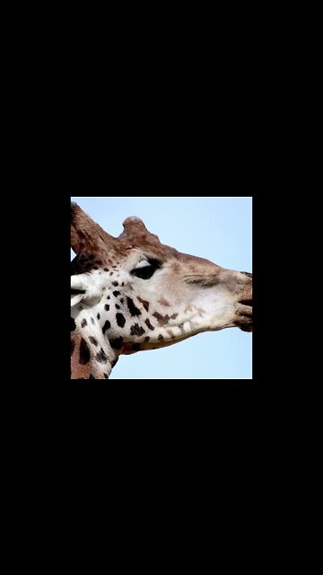 Still giraffe’s #Twycrosszoo